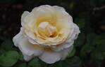 Commonwealth Glory rose photo