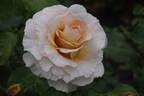 Commonwealth Glory rose photo