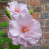 Odyssey rose photo