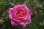 Perception rose photo