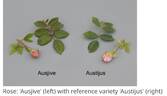 AUSjive rose photo