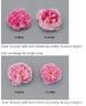 AUSjive rose photo