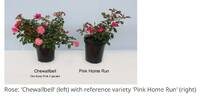 CHEwallbell rose photo