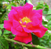 Flash rose photo