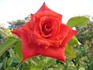 Rusticana, Cl. rose photo