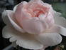 Emily rose photo