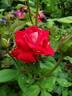 Love rose photo