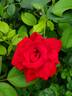 Olympiad ™ rose photo