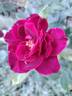 Intrigue rose photo