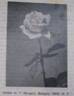 Libia rose photo
