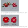 Marjorie Fair ® rose photo