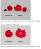 RADwin rose photo