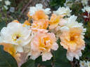 Flame Origami rose photo