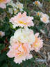 Flame Origami rose photo