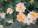Flame Origami rose photo