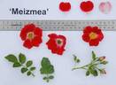 MEIzmea rose photo
