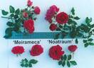 MEIrameca rose photo