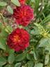 Midnight Fire rose photo