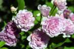 Parník Liptov rose photo