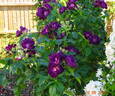 Forever Royal rose photo