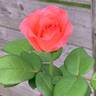 Pink Panther ® rose photo