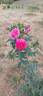 Asta von Parpart rose photo