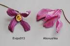 Evipo013 clematis photo