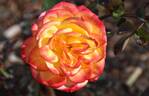 Chameleon Rose rose photo