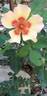 Fancy Babylon Eyes rose photo