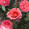 Bijou Corail rose photo