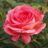 Bijou Corail rose photo