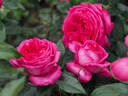 12.13196.1 rose photo