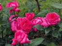 12.13196.1 rose photo