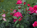 12.13196.1 rose photo