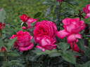12.13196.1 rose photo