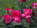 12.13196.1 rose photo