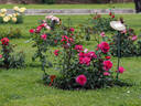 12.13196.1 rose photo