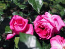 12.13196.1 rose photo