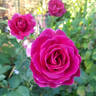 Blackberry Nip rose photo