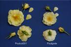 POUlgode rose photo