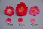 Poulcot003 rose photo
