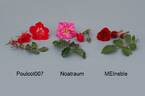 NOAtraum rose photo