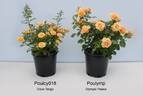 POUlymp rose photo