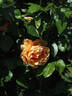 SAS 201-13 rose photo