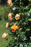 SAS 201-13 rose photo