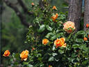 SAS 201-13 rose photo