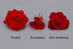 Europeana rose photo