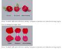Europeana rose photo