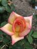 Royal Welcome ™ rose photo