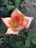 Royal Welcome ™ rose photo